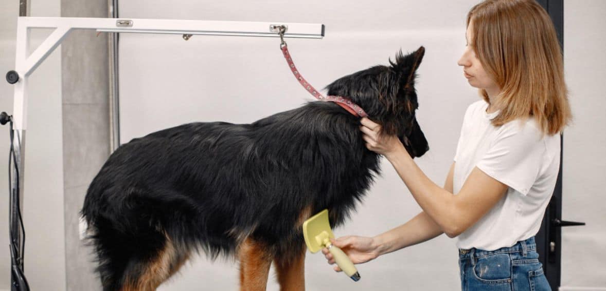 Pet grooming centre